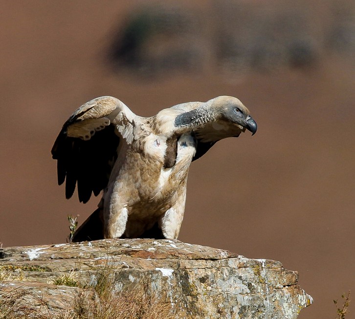 Cape Vulture on alert