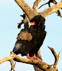 CNP SELECTION (4 of 14)