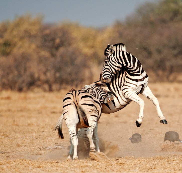 Etosha Trip