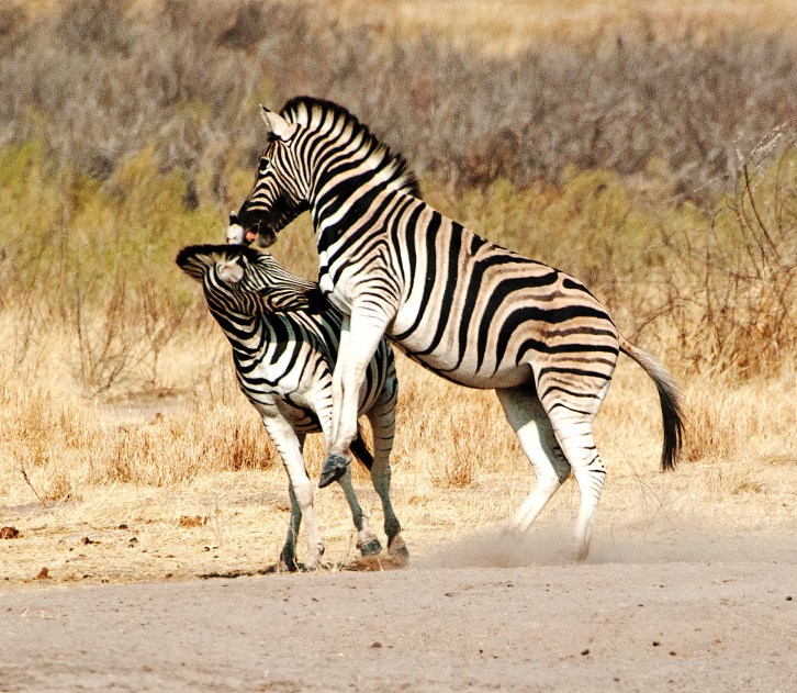 Etosha Trip