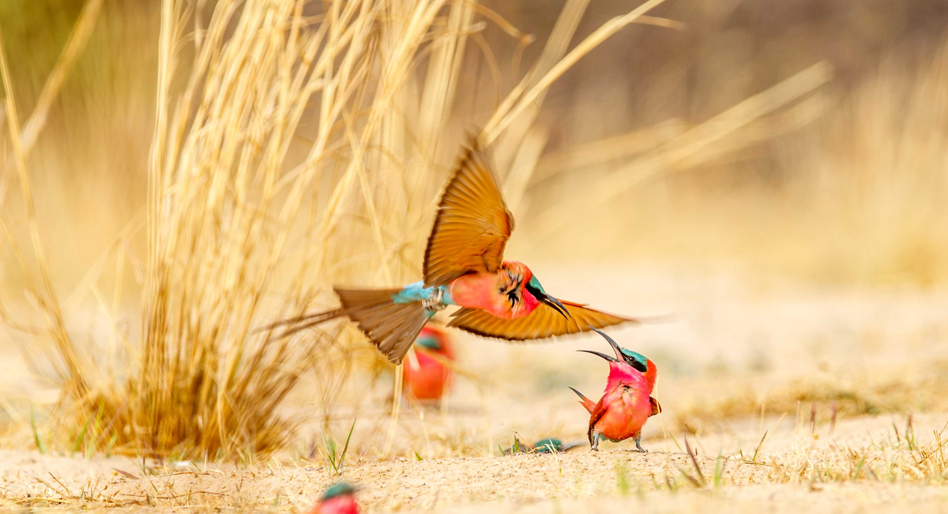 carmine bee eater