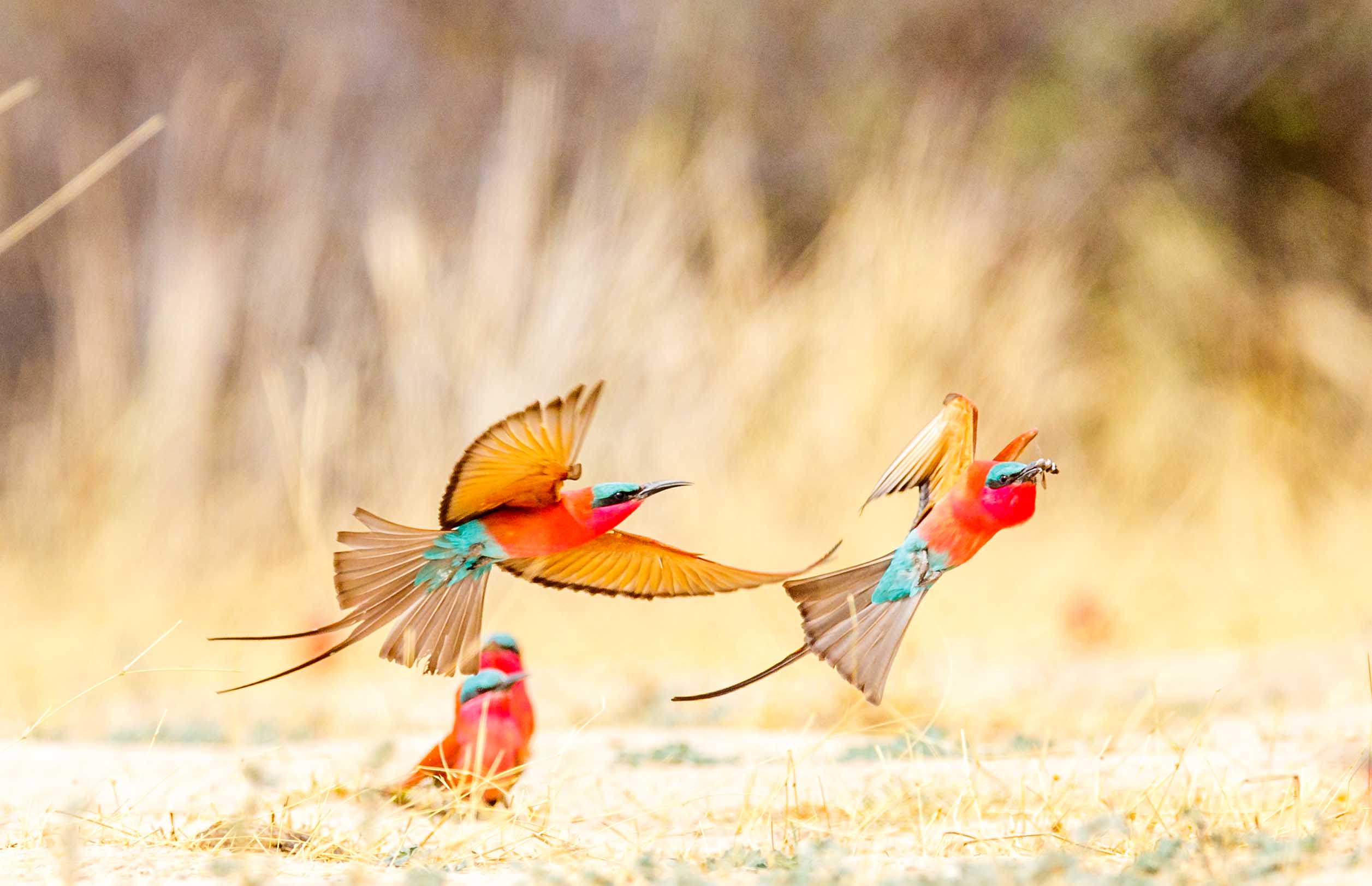 carmine bee eater