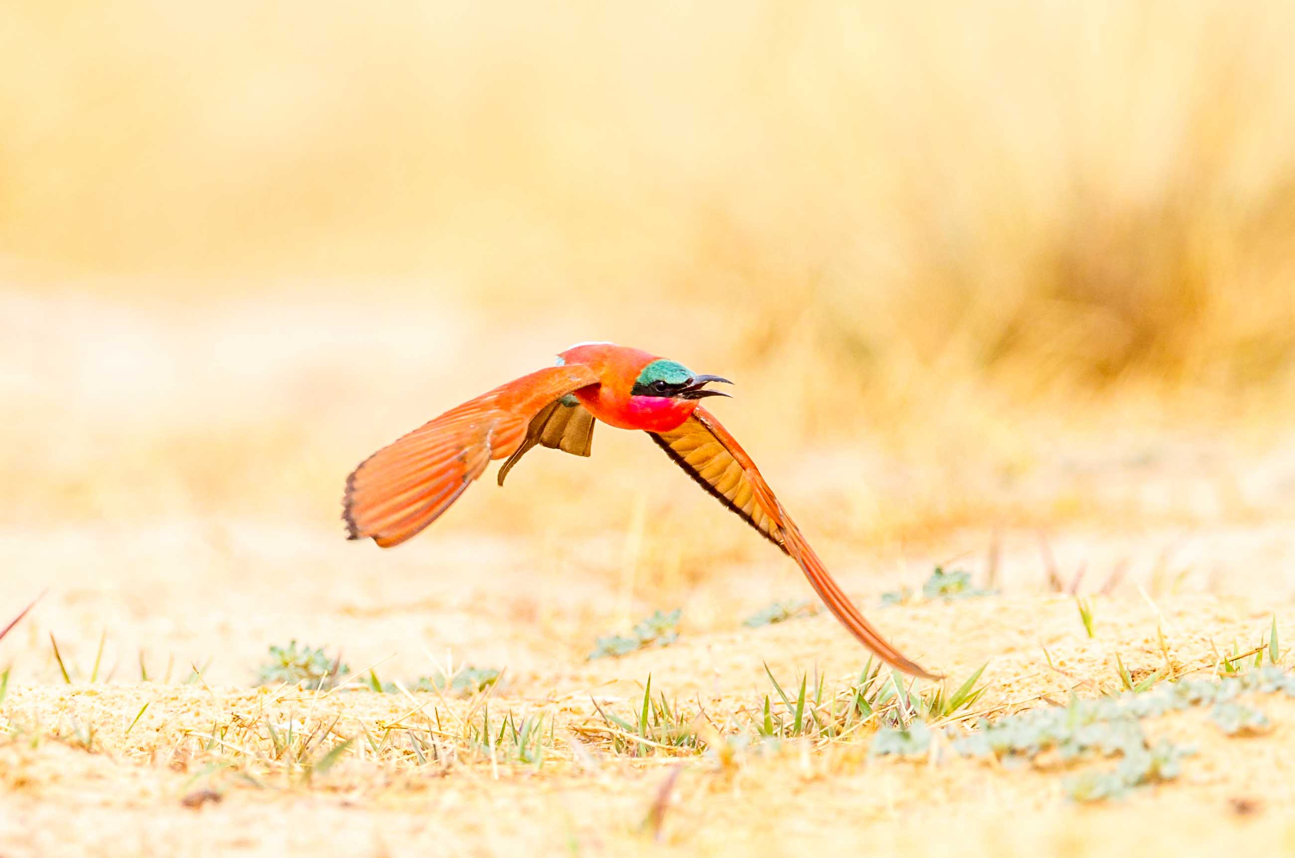 carmine bee eater